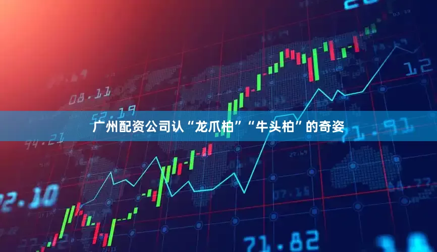 广州配资公司认“龙爪柏”“牛头柏”的奇姿
